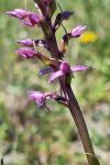 Gymnadenia conopsea