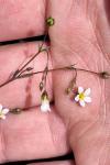 Linum catharticum