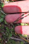 Linum catharticum
