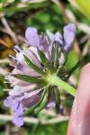 Scabiosa columbaria