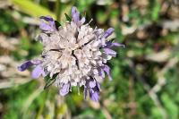 Scabiosa columbaria