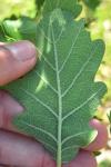 Quercus pubescens