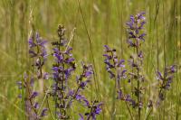 Salvia pratensis
