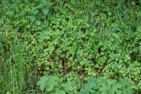 Geranium lucidum