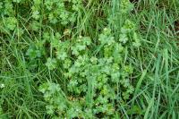 Geranium lucidum