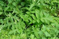 Cirsium oleraceum