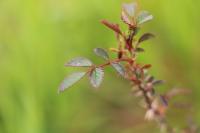 Rosa rubiginosa