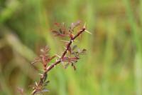 Rosa rubiginosa