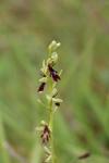 Ophrys insectifera