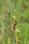 Ophrys insectifera