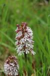 Orchis purpurea