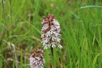 Orchis purpurea