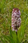 Orchis purpurea