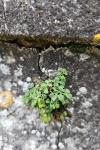 Asplenium ruta-muraria
