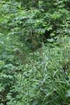 Carex pendula