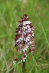 Orchis purpurea