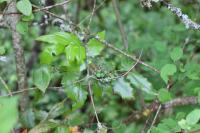 Berberis aquifolium