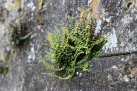 Asplenium trichomanes