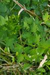 Thalictrum flavum