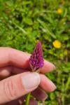 Anacamptis pyramidalis