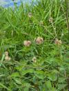 Arctium minus
