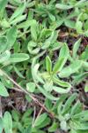 Trifolium arvense