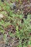 Trifolium arvense
