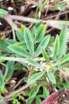 Trifolium arvense