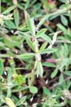 Trifolium arvense