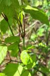 Acer negundo
