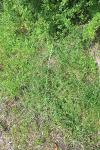 Asparagus officinalis