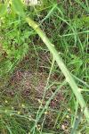 Asparagus officinalis