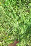 Sisymbrium officinale
