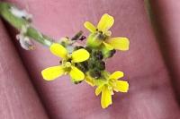 Sisymbrium officinale