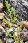 Asparagus officinalis