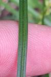 Carex divulsa