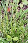 Carex divulsa