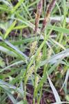 Carex hirta