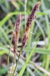 Carex hirta