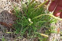 Plantago coronopus