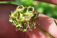 Poterium sanguisorba
