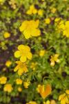 Ranunculus sardous