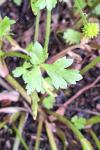 Ranunculus sardous