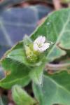 Cerastium fontanum