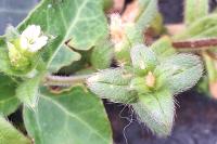 Cerastium fontanum