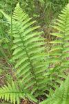 Dryopteris filix-mas