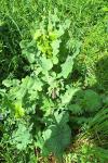 Sonchus oleraceus