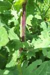Sonchus oleraceus