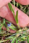 Myosotis ramosissima