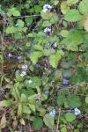 Myosotis sylvatica